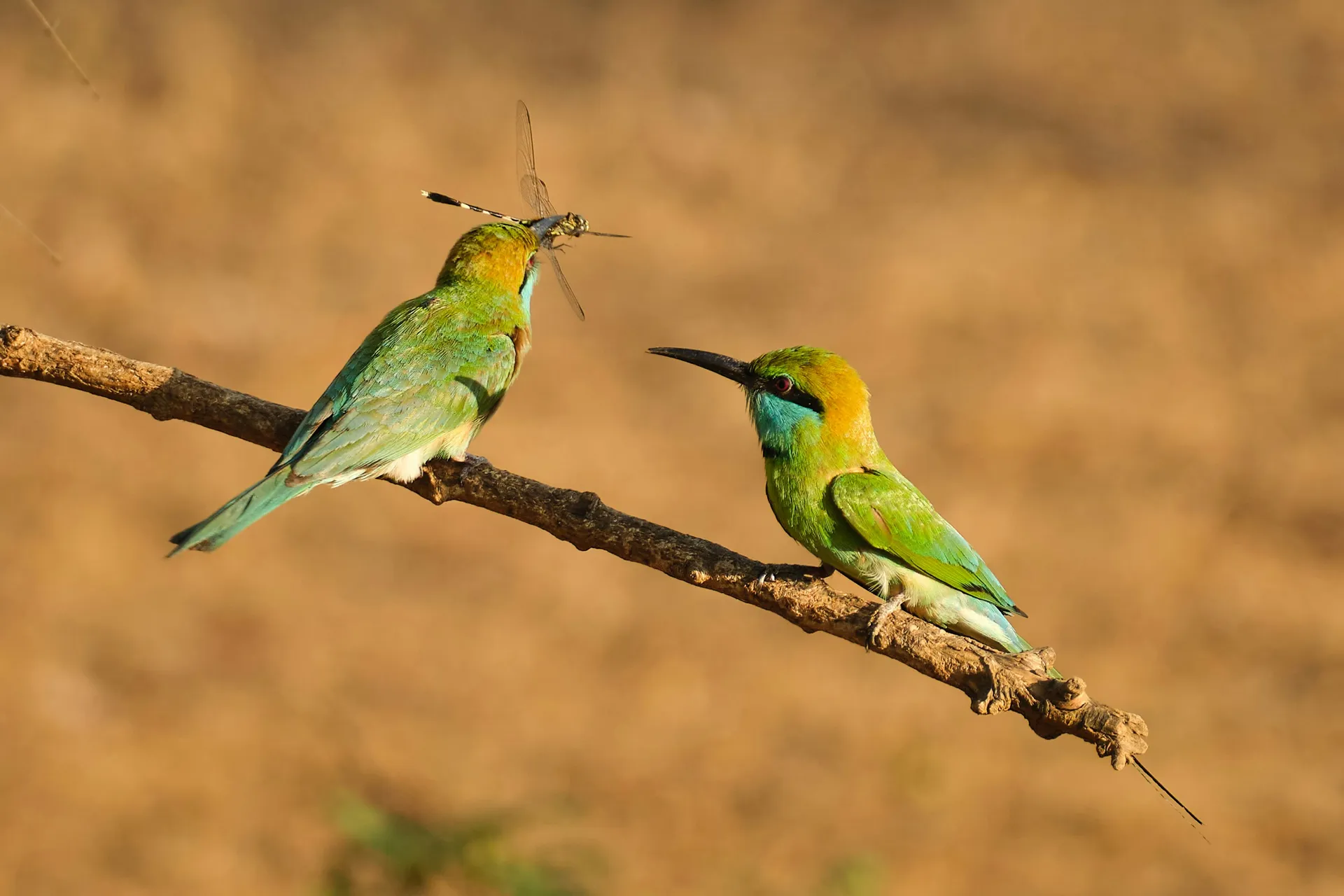 Yala wildlife