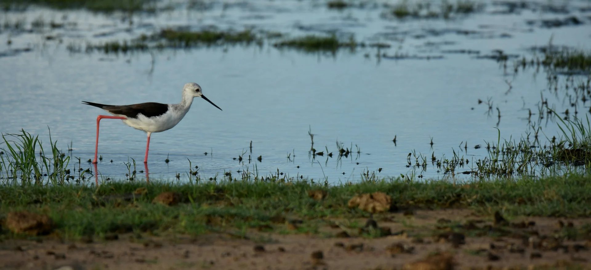 Wader
