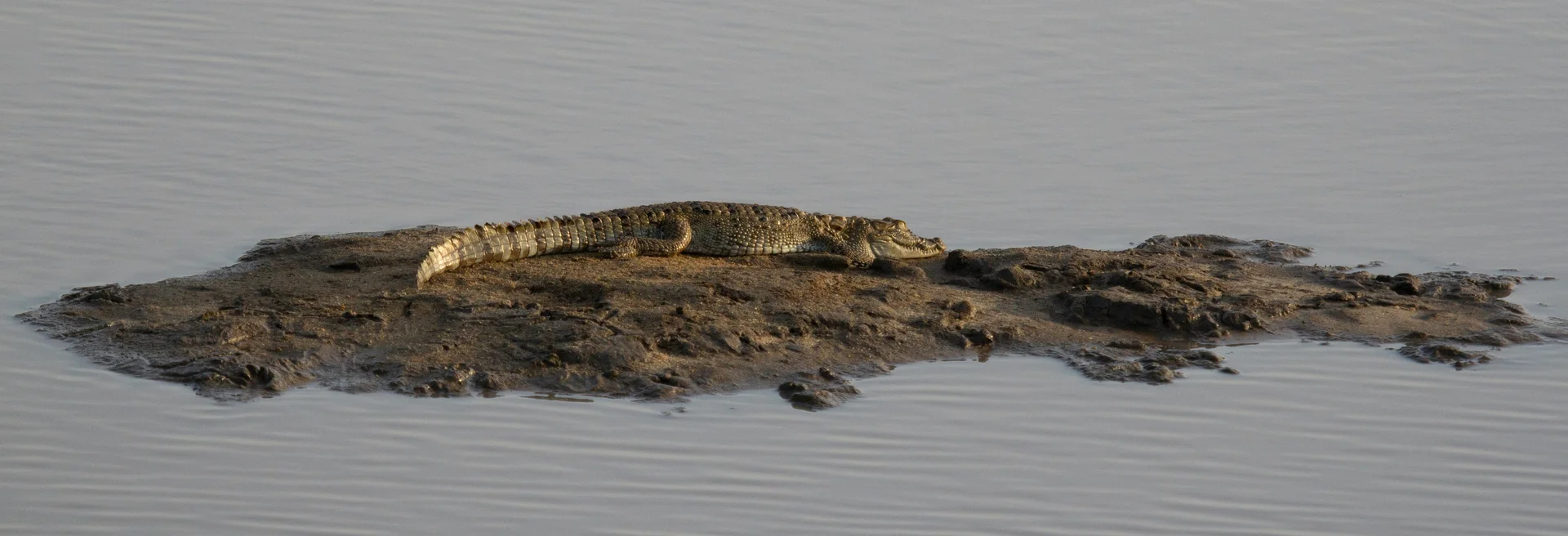 Crocodile
