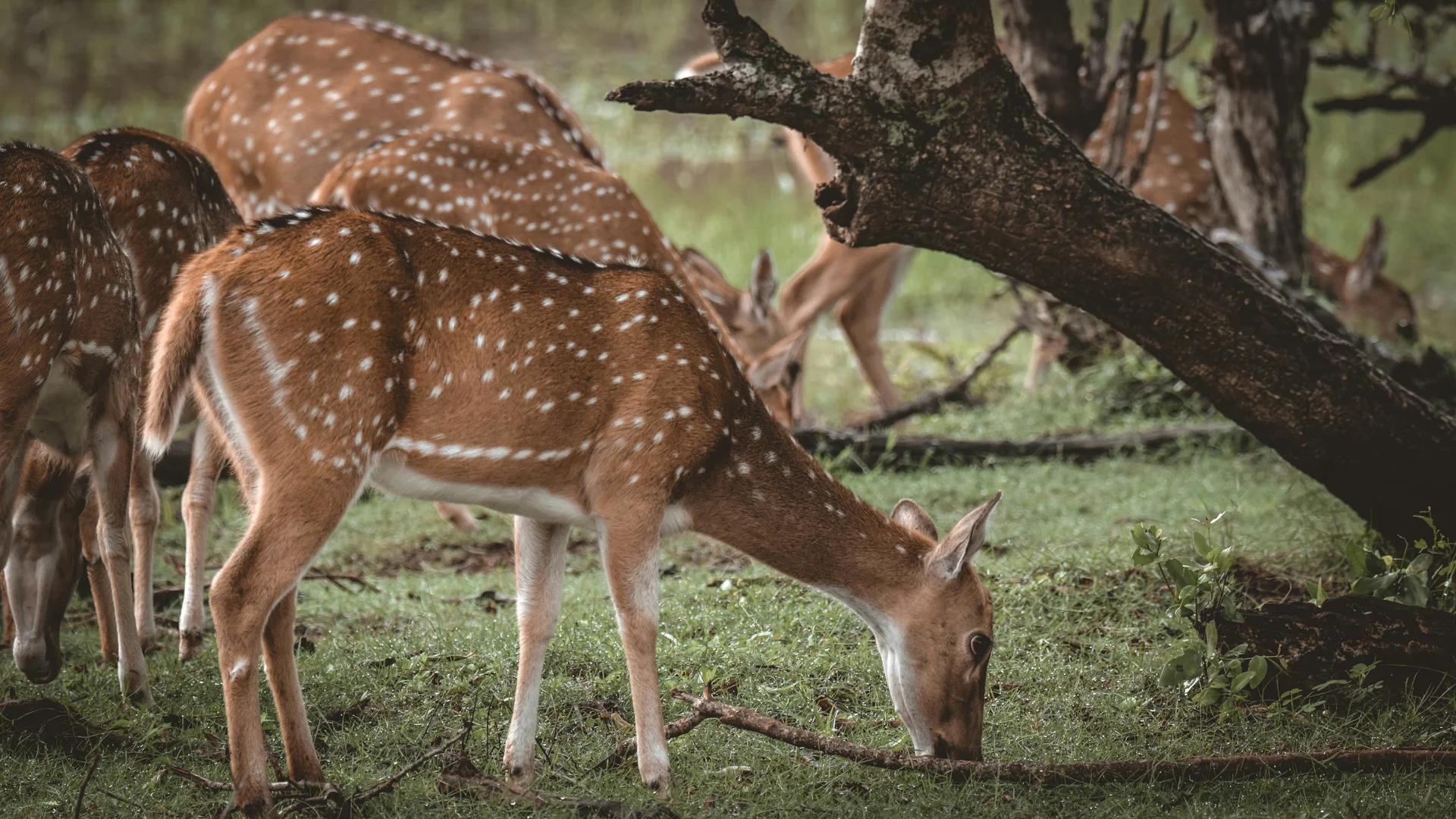 Deer