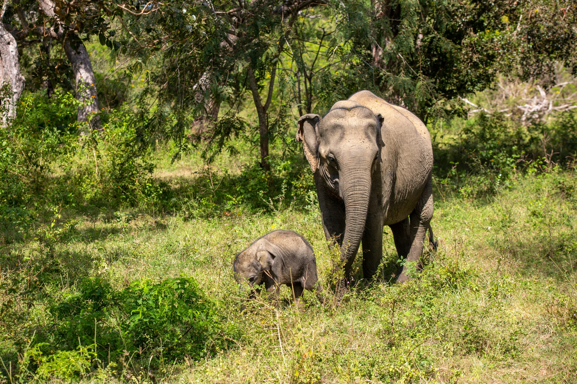 Elephants