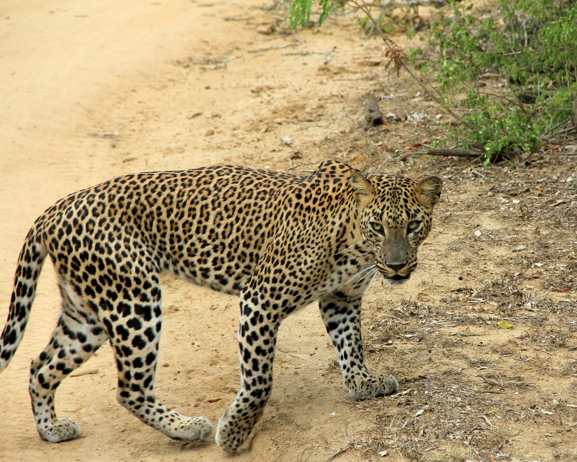 Leopard