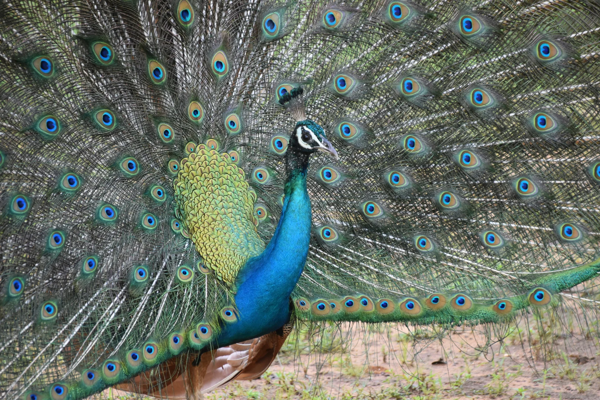 Peacock