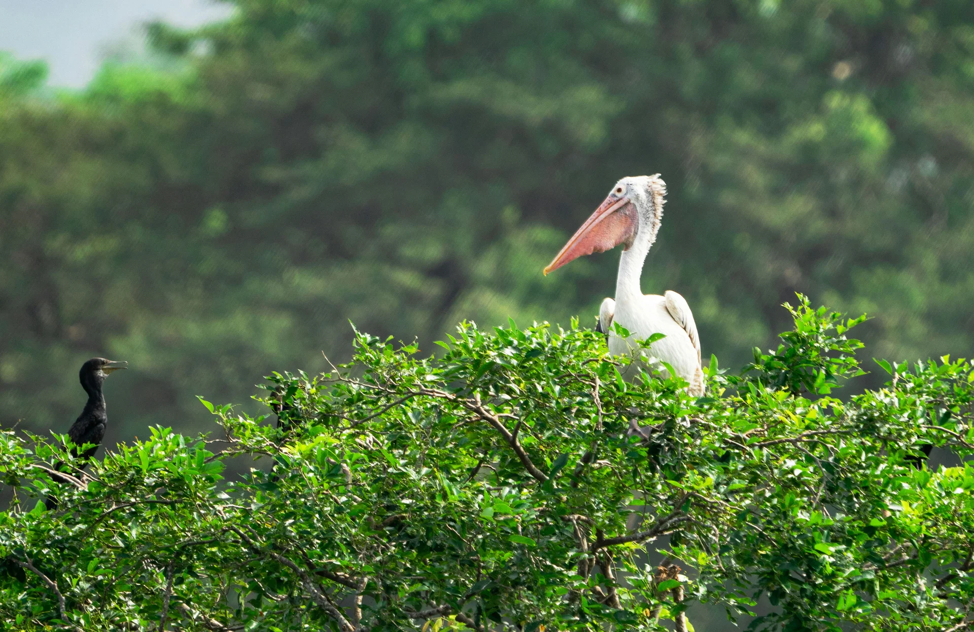 Wildlife at Yala